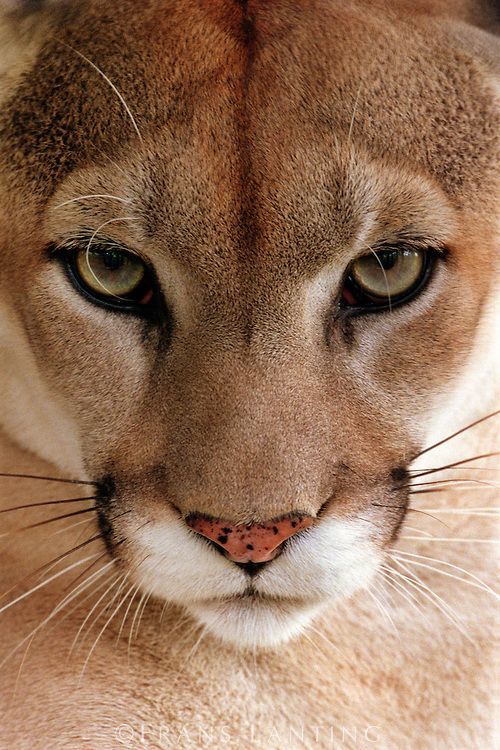 500x750 resultado de imagem para mountain lion face drawing big kitties - Mountain Lion Face Drawing