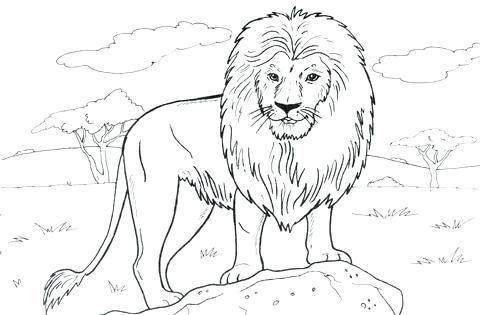 480x315 Coloring Picture Of A Lion Drawing For Head Drawings Face Colour - Mountain Lion Face Drawing