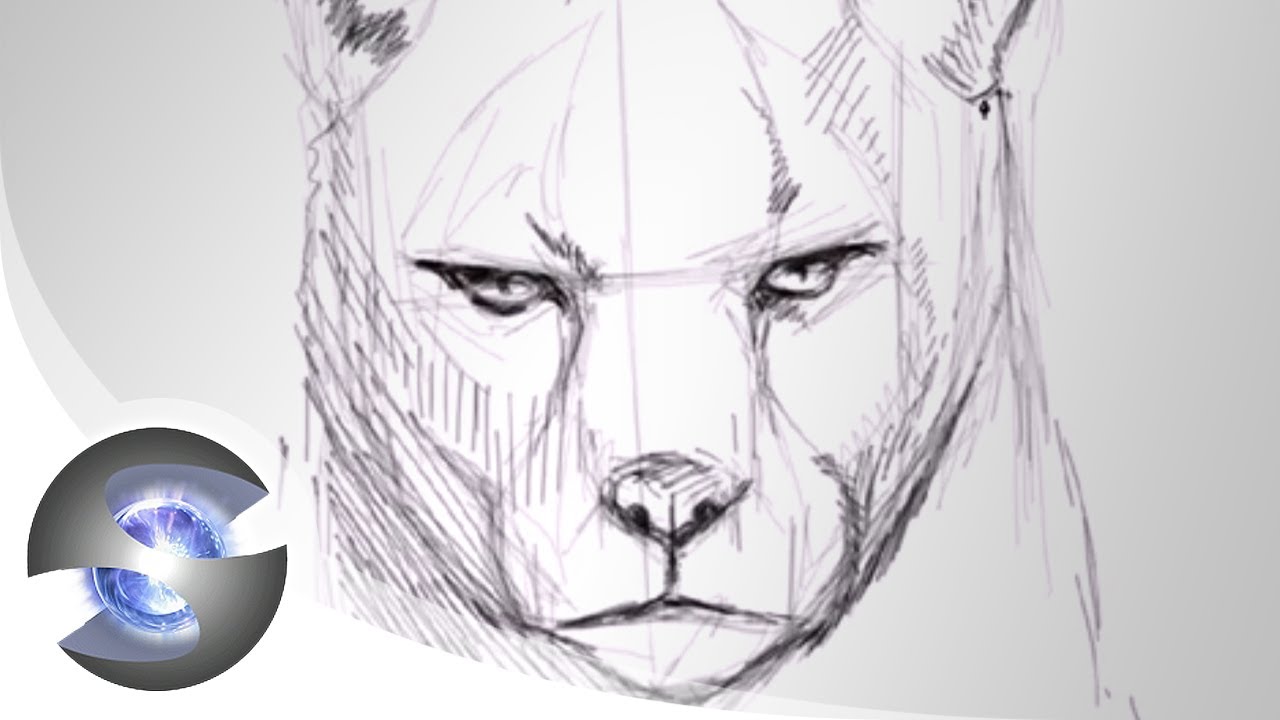 1280x720 Cougar Drawing - Mountain Lion Face Drawing. 