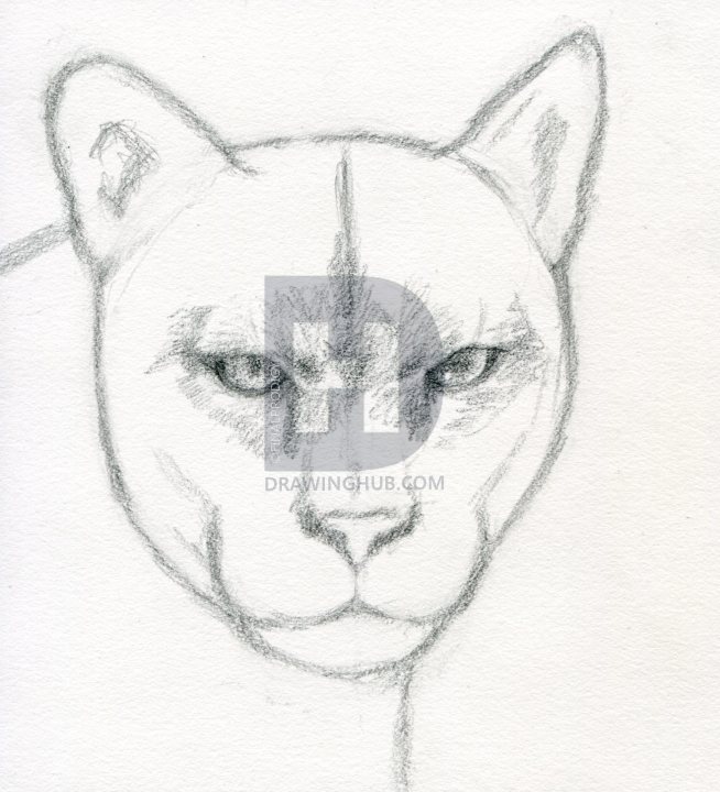 654x720 how to draw a realistic puma, mountain lion, step - Mountain Lion Head Drawing