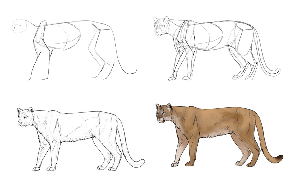 1000x618 how to draw big cats lions, tigers, cheetahs, and much more - Mountain Lion Head Drawing