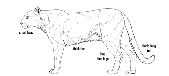 688x312 how to draw big cats lions, tigers, cheetahs, and much more - Mountain Lion Head Drawing