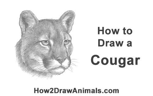 500x315 How To Draw A Cougar - Mountain Lion Head Drawing