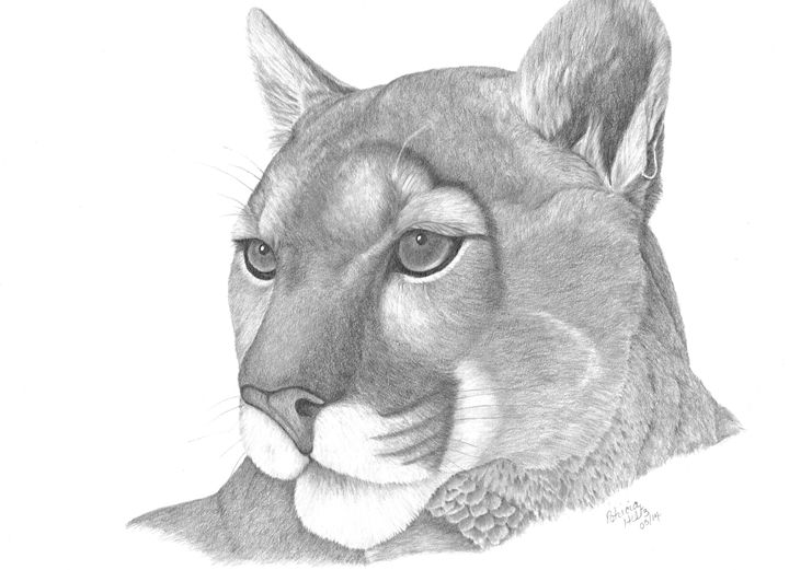 720x521 mountain lion - Mountain Lion Head Drawing