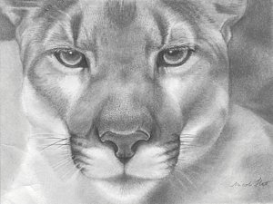 300x225 Mountain Lion Drawings - Mountain Lion Head Drawing