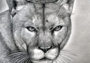 300x210 pencil drawing of lion head time lapse drawing of a lion - Mountain Lion Head Drawing