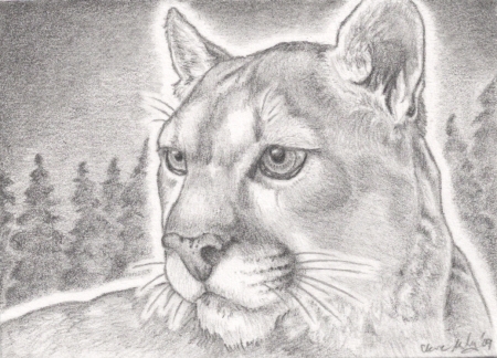 450x324 Pictures Mountain Lion Sketch - Mountain Lion Head Drawing