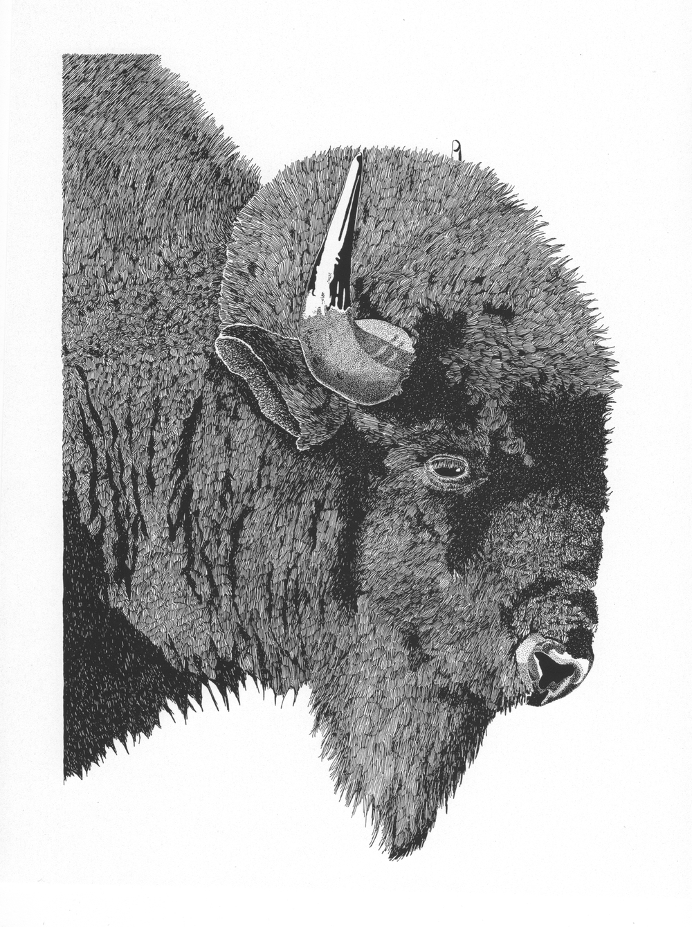 1000x1339 nature pen and ink original drawings mountain bear ink fred - Mountain Pen Drawing