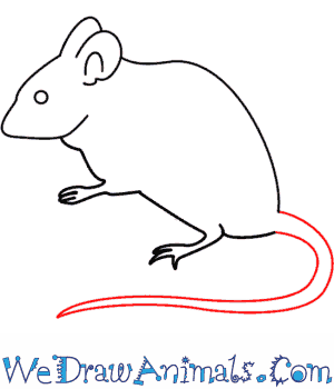 300x350 How To Draw A Mouse - Mouse Animal Drawing