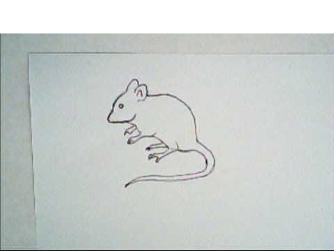 480x360 How To Draw A Mouse - Mouse Animal Drawing