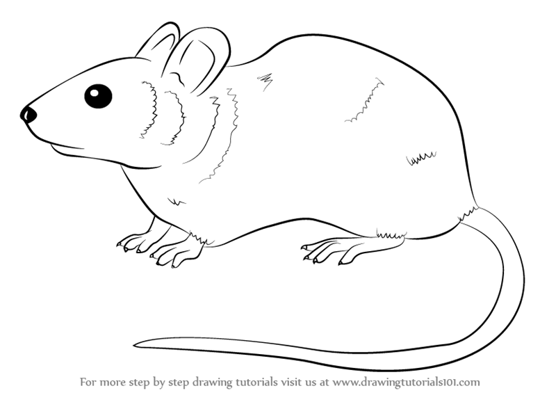 800x565 Learn How To Draw A Mouse - Mouse Animal Drawing