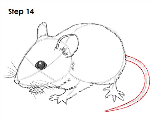 500x386 Mouse Animal Drawing - Mouse Animal Drawing