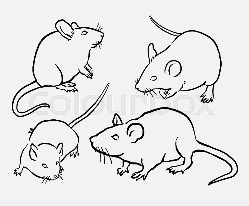 800x661 mouse animal sketch good use for stock vector colourbox - Mouse Animal Drawing