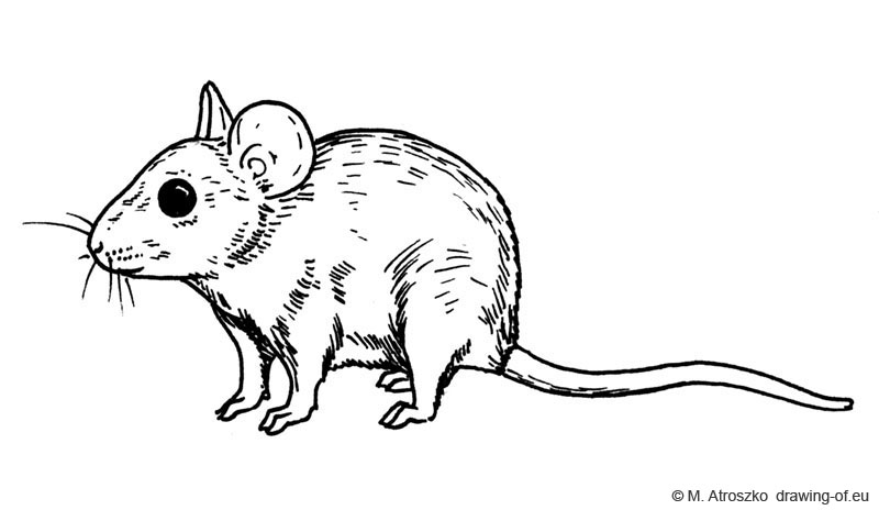 800x464 Mouse Draw - Mouse Animal Drawing