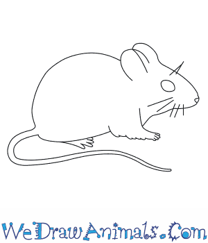 300x350 How To Draw A Harvest Mouse - Mouse Drawing