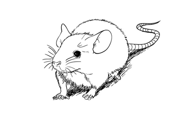 640x400 How To Draw A Mouse Step - Mouse Drawing