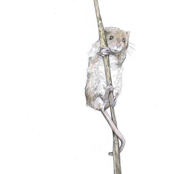 570x570 print eilidh harvest mouse teeny tiny mouse drawing etsy - Mouse Drawing