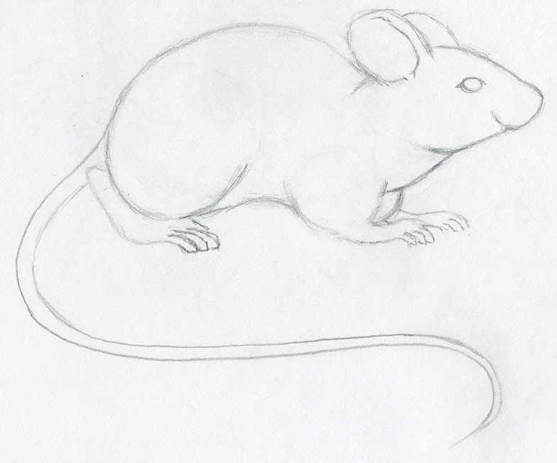 784x652 Draw A Mouse Step - Mouse Drawing
