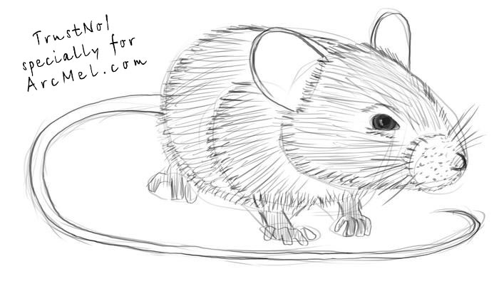 700x395 How To Draw A Mouse Step - Mouse Drawing Easy