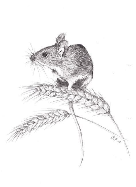 474x651 Mouse Drawing - Mouse Drawing Images