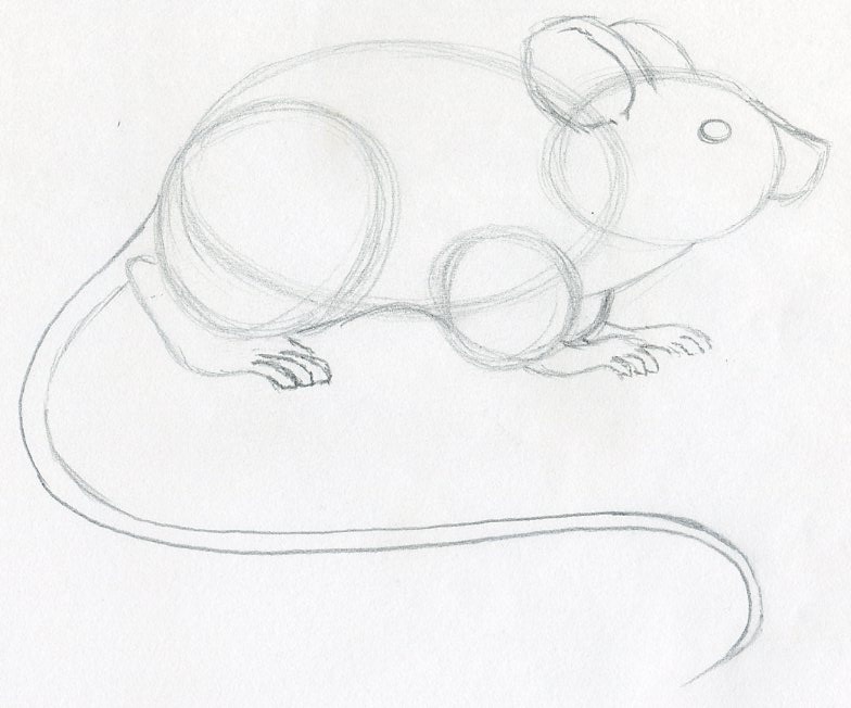 784x652 Draw A Mouse Step - Mouse Line Drawing