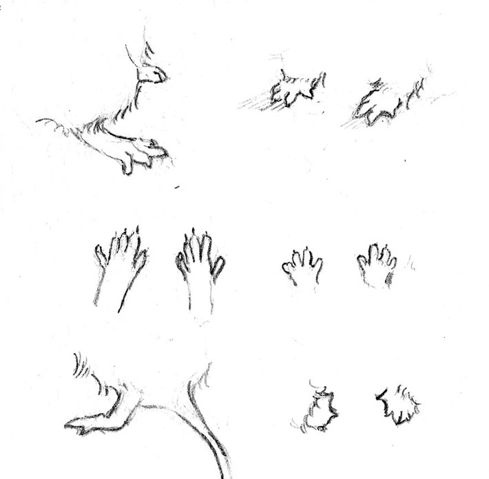 710x695 How To Draw A Mouse With Realistic Features - Mouse Line Drawing