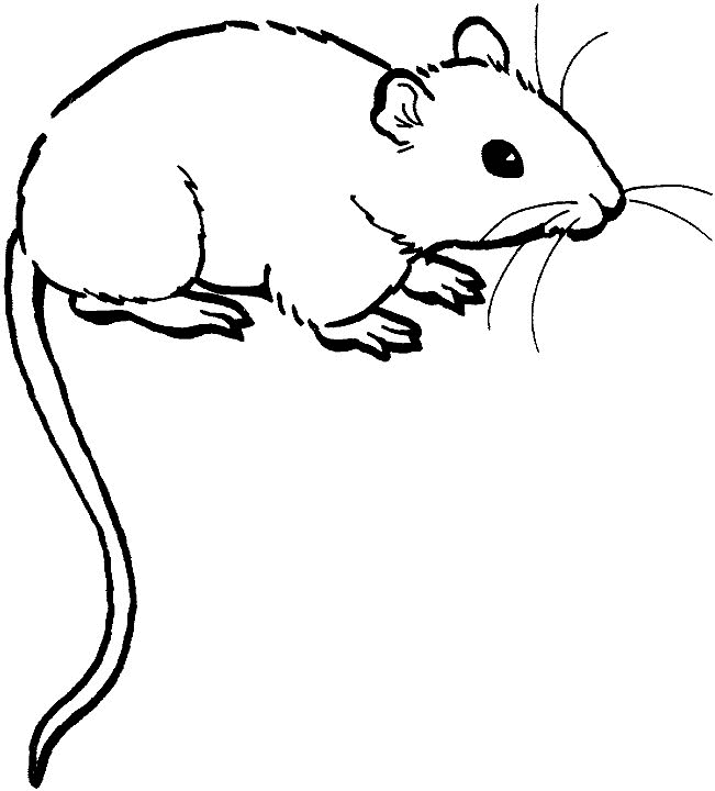 651x720 mouse lineart free download - Mouse Line Drawing
