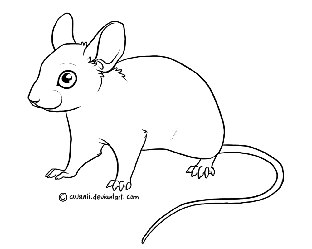 1000x800 mouse lineart drawing for free download - Mouse Line Drawing