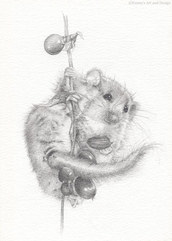 570x795 Field Mouse Drawing Mounted Print Of Original Pencil Drawing Etsy - Mouse Pencil Drawing