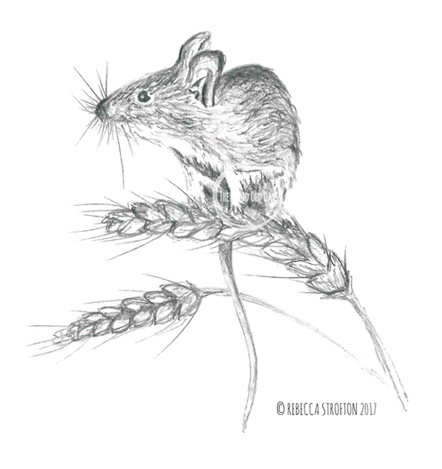 498x528 harvest mouse pencil drawing - Mouse Pencil Drawing