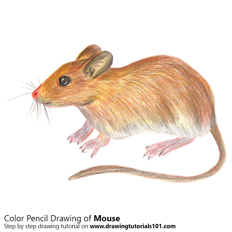 800x800 Mouse Colored Pencils - Mouse Pencil Drawing