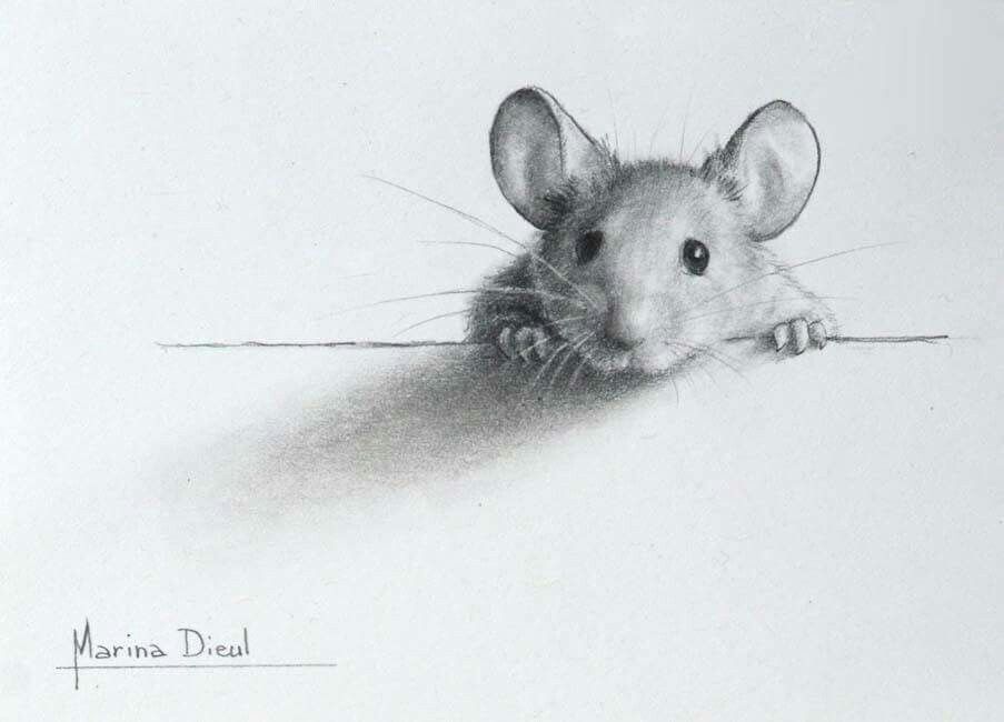 903x650 Drawing In Drawings, Graphite - Mouse Pencil Drawing