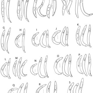 320x320 Habitus Drawings Of Fergusobia Spp - Msp Drawings