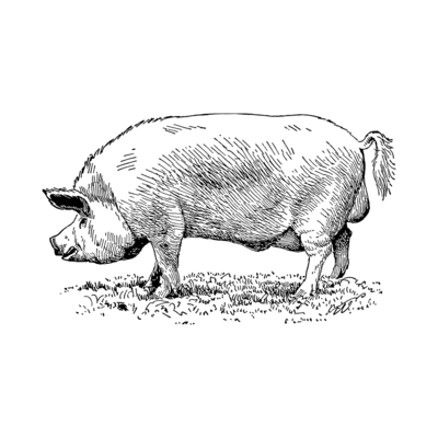 400x400 muddy pig - Muddy Drawing