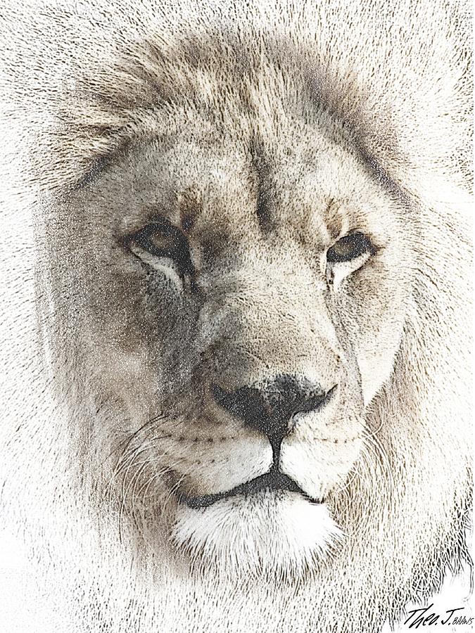 675x900 mufasa drawing - Mufasa Drawing
