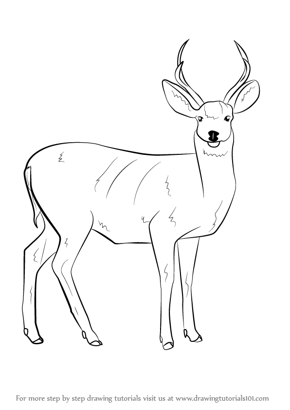 596x842 learn how to draw a mule deer - Mule Deer Drawing