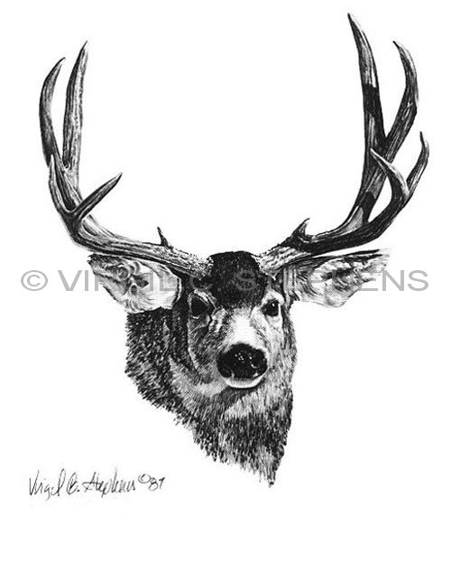 500x623 mule deer, az big pencil drawing - Mule Deer Drawing