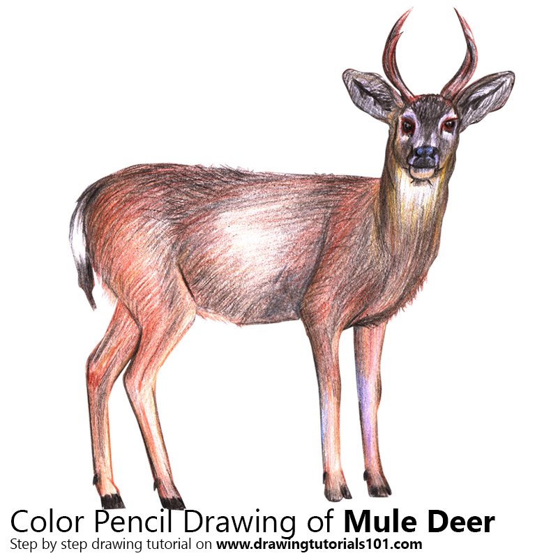 800x800 mule deer colored pencils - Mule Deer Drawing