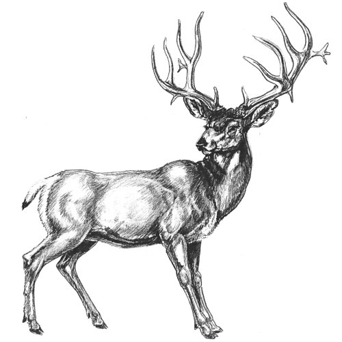 500x500 mule deer drawing - Mule Deer Drawing