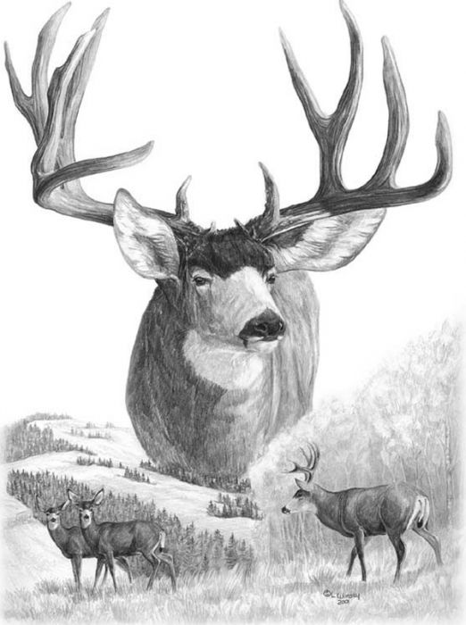 522x700 north american nobility mule deer - Mule Deer Drawing