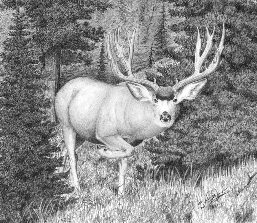 900x780 sneaking out drawing - Mule Deer Drawing