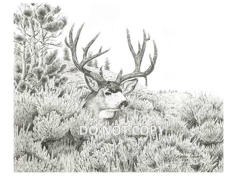 794x596 western wildlife art print drawing of a mule deer etsy - Mule Deer Drawing