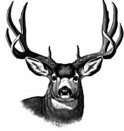 250x265 mule deer pictures to draw pine ridge taxidermy hunting elk - Mule Deer Drawing
