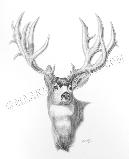 Mule Deer Drawing at Explore collection of Mule