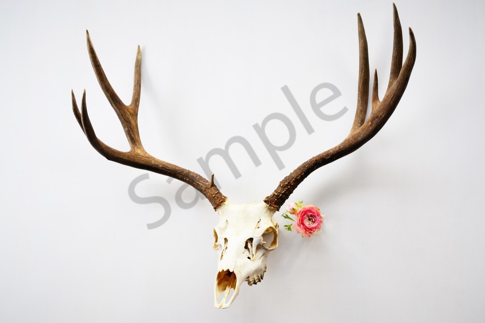 1000x667 Deer Skull Flower Art - Mule Deer Skull Drawing