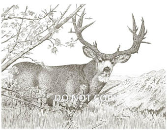 340x270 drawing of mule deer etsy - Mule Deer Skull Drawing