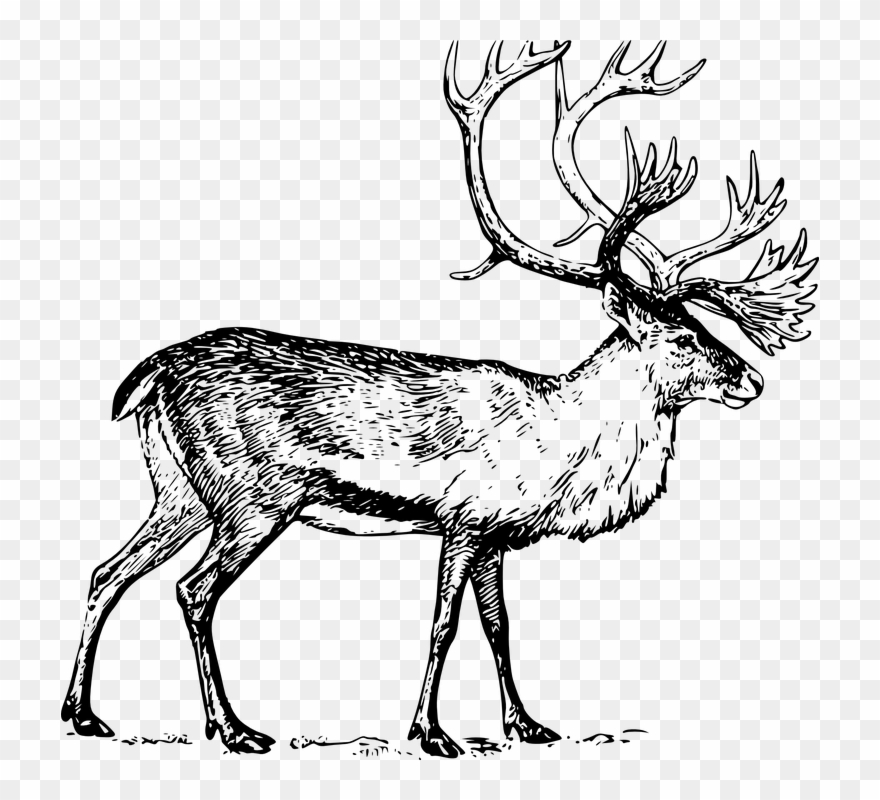 880x800 drawings of deer skulls buy clip art - Mule Deer Skull Drawing