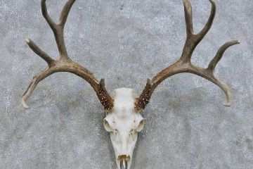 360x240 impressive cool deer skull mounts dresser mule deer skull drawing - Mule Deer Skull Drawing