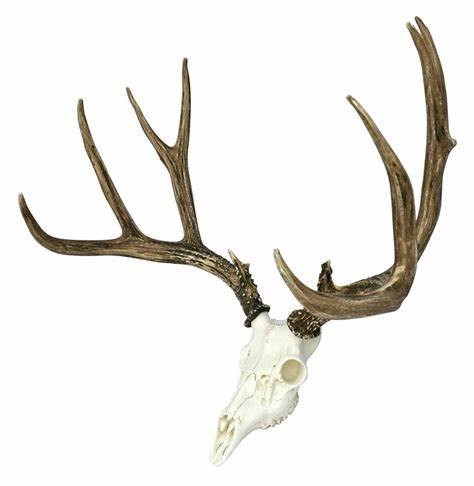 474x486 mule deer skull drawing gtgt - Mule Deer Skull Drawing