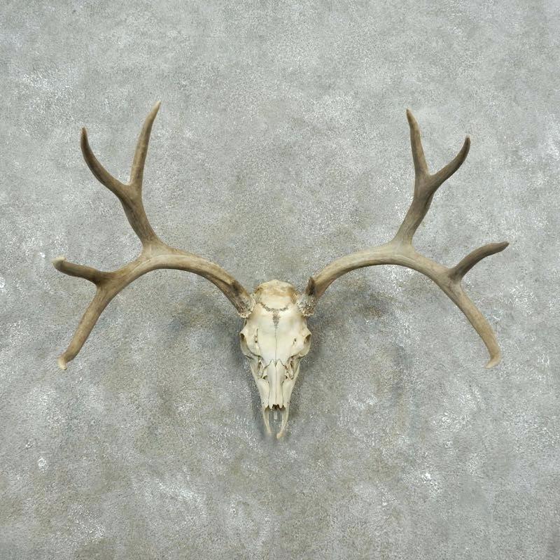 Mule Deer Skull Drawing at PaintingValley.com | Explore collection of ...